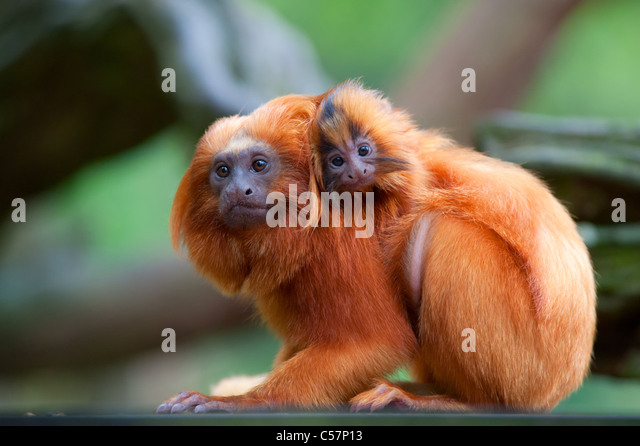 a-golden-lion-tamarin-with-baby-leontopi