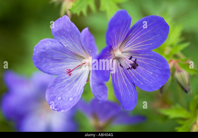 geranium-cranes-bill-johnsons-blue-abh04