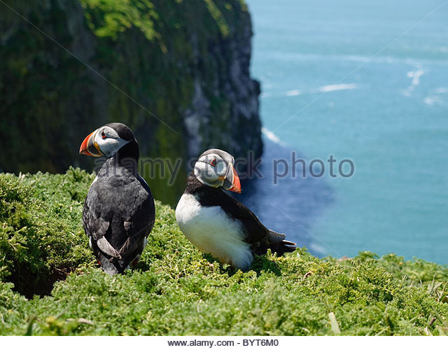 puffins-on-skomer-island-pembrokeshire-w