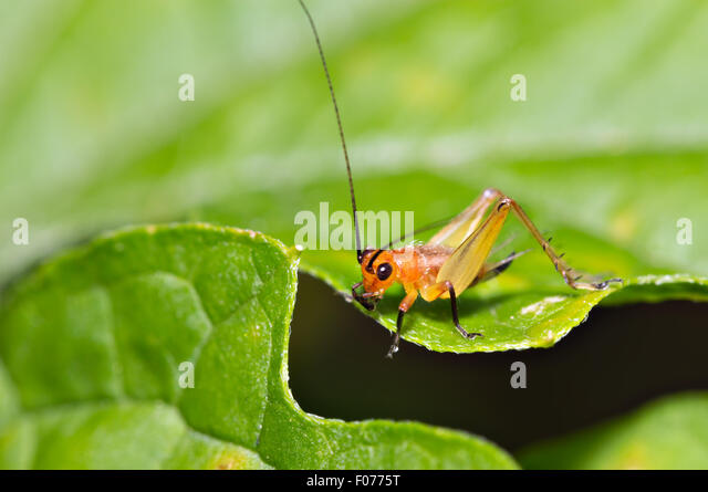 small-cricket-rests-on-a-leaf-f0775t.jpg