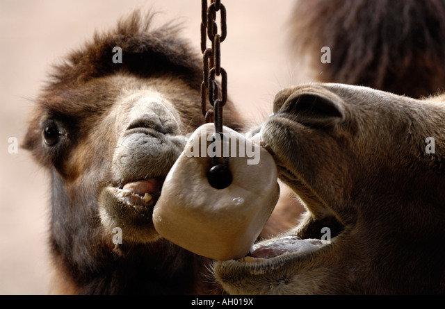two-camels-eating-salt-game-reserve-ah01