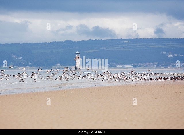 whiteford-sands-lighthouse-and-birds-age
