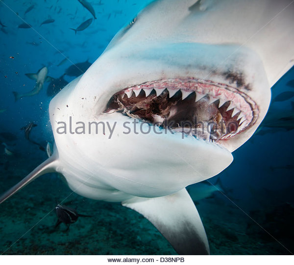 close-up-of-bull-sharks-teeth-d38npb.jpg
