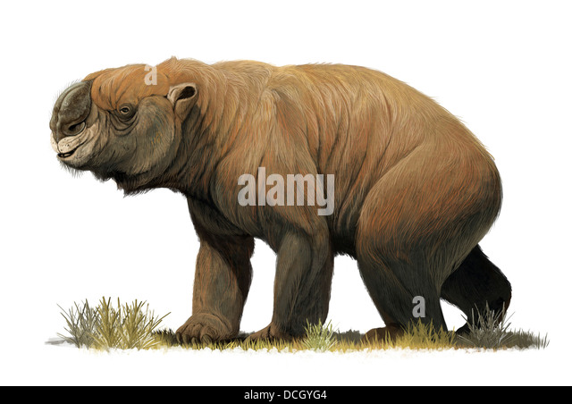 the-largest-known-marsupial-diprotodon-o