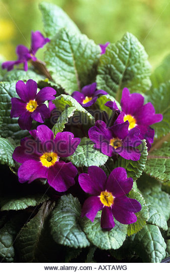 primrose-primula-vulgaris-wanda-purple-f
