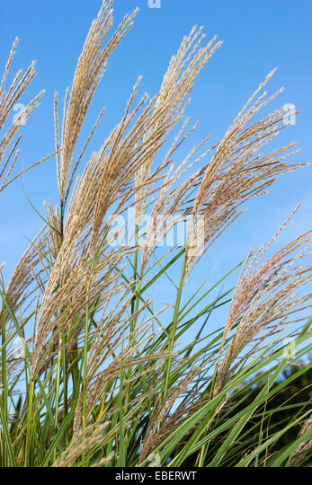 flowering-november-plumes-of-the-japanes