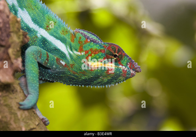 panther-chameleon-male-furcifer-pardalis