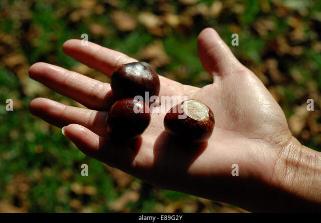 conkers-horse-chestnuts-in-autumn-E89G2Y