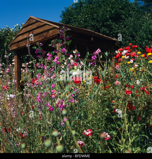 red-summer-flowering-annuals-and-pink-pe