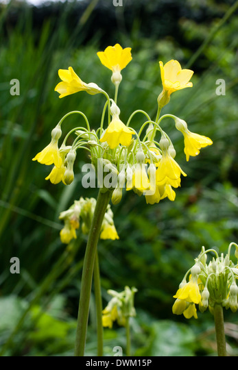 yellow-bells-emerge-from-farina-coated-b