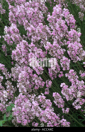 lavandula-angustifolia-miss-katherine-ac