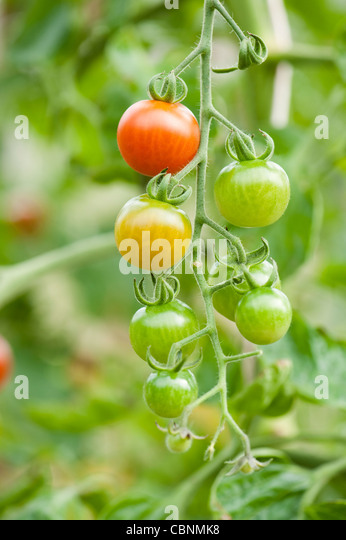 tomato-plant-solanum-lycopersicum-cherro