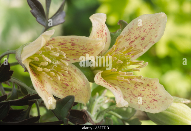 clematis-cirrhosa-var-balearica-old-mans