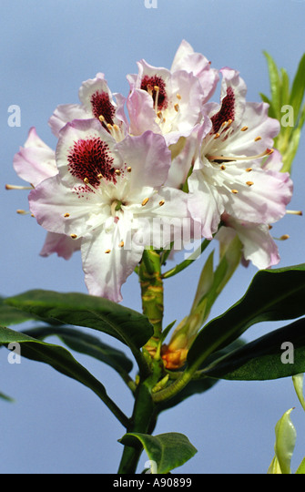 rhododendron-sappho-a90899.jpg