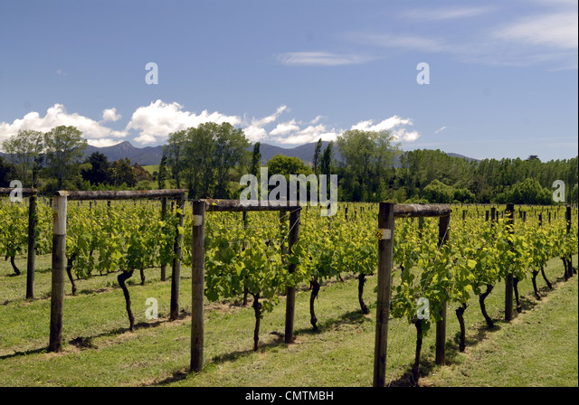 neudorf-vineyards-upper-moutere-new-zeal