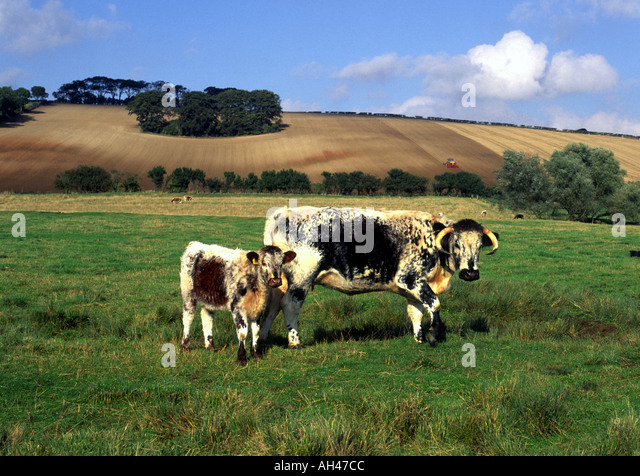 english-longhorn-cow-and-calf-on-a-farm-