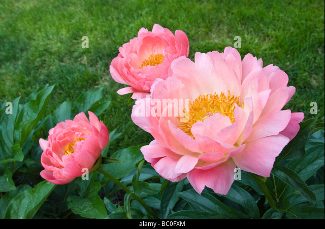 paeonia-coral-sunset-bc0fxm.jpg