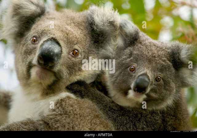 mother-and-baby-koalas-kangaroo-island-a