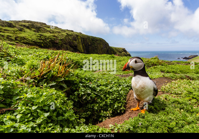 puffine-on-skomer-island-pembrokeshire-c