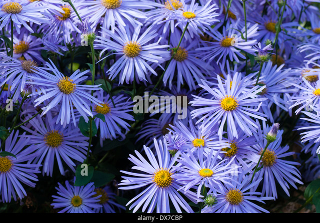 long-flowering-blue-daisy-aster-x-frikar