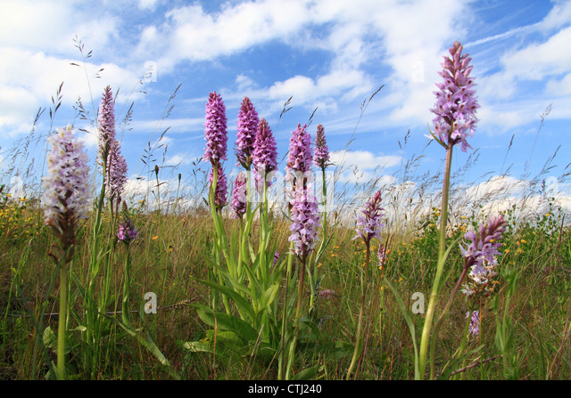 a-group-of-common-spotted-orchids-dactyl