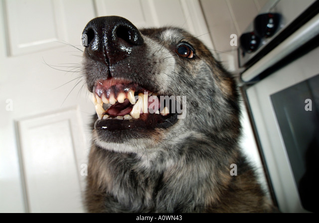 dog-snarling-teeth-ready-to-bite-a0wn43.