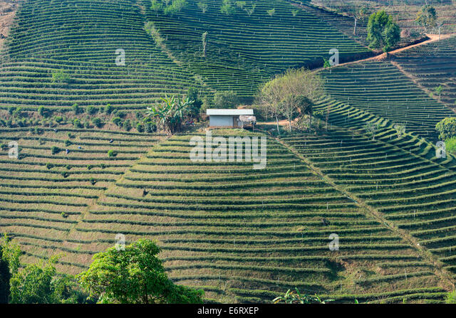 tea-plantation-in-mae-salong-thailand-E6