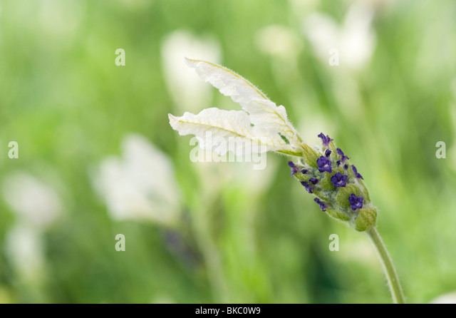 lavendula-ballerina-lavender-flower-bkc0