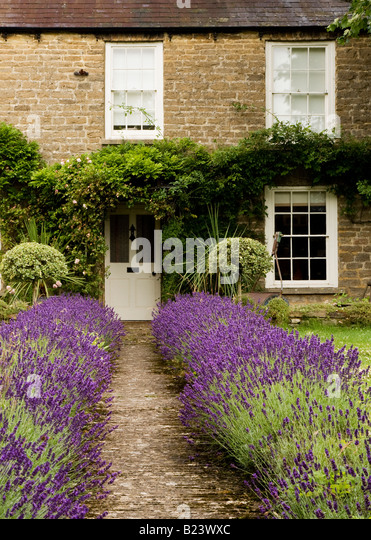 path-lined-with-lavender-leading-up-to-t