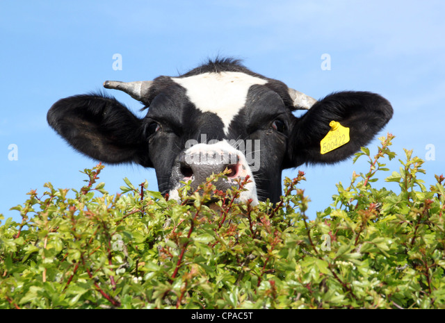 cow-looking-over-a-hedge-with-sunny-sky-