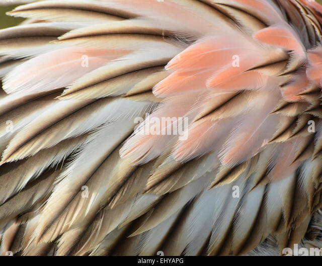 juvenile-pink-flamingo-plumage-closeup-e