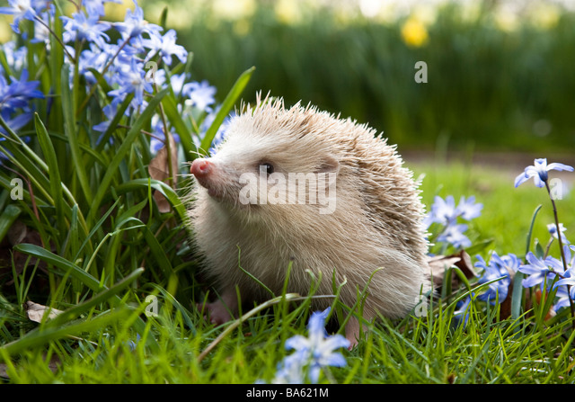 blonde-hedgehog-amongst-spring-flowers-b