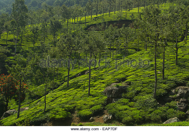 nilgiri-tea-plantation-in-coonoor-tamil-