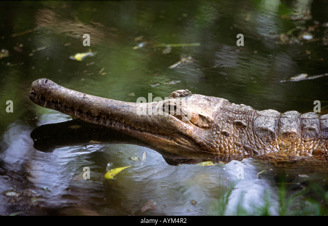 india-tamil-nadu-mahabalipuram-crocodile