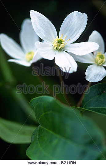 clematis-armandii-close-up-on-creamy-whi