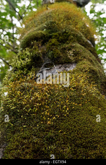 moss-growth-on-the-bark-of-a-tree-paihia