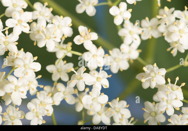 small-details-of-elderflower-bract-bloom