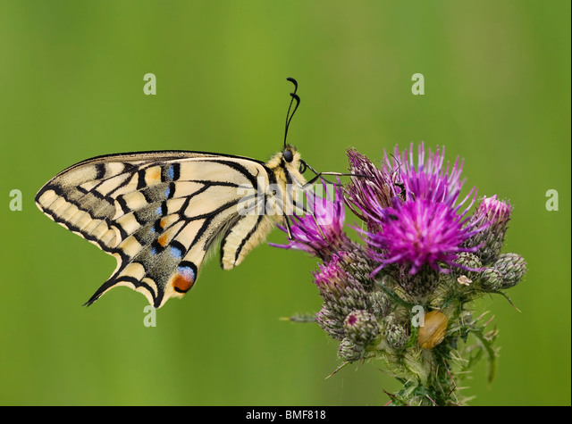 swallowtail-butterfly-papilio-machaon-br