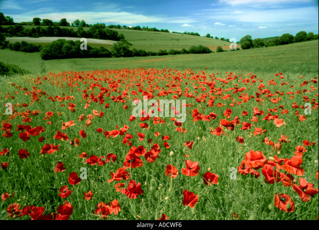 field-full-of-bright-red-poppies-biggin-