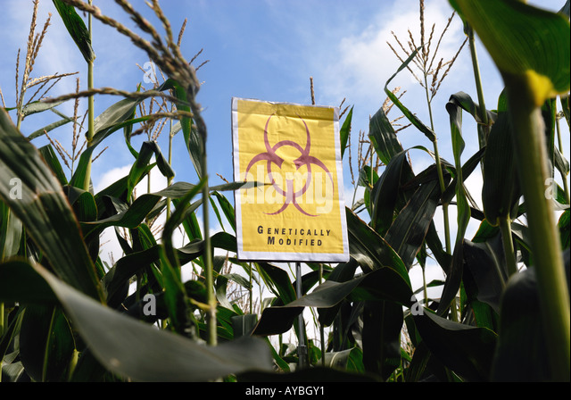 gm-crops-biohazard-warning-maize-aybgy1.