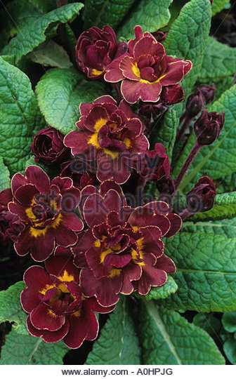 double-primrose-primula-vulgaris-chocola