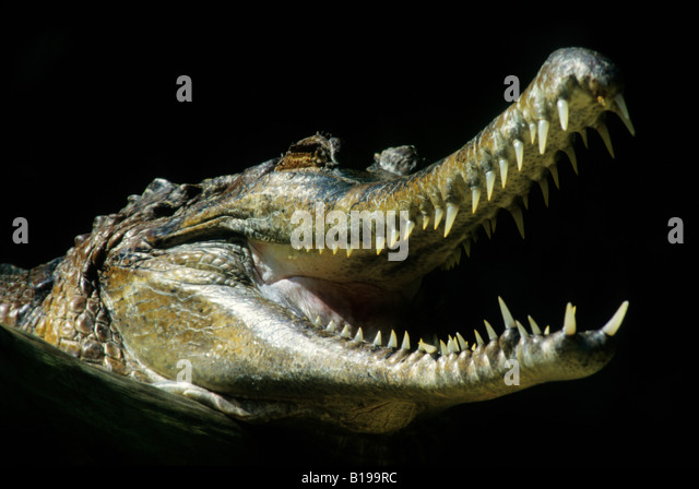 basking-false-gharial-tomistoma-schlegel