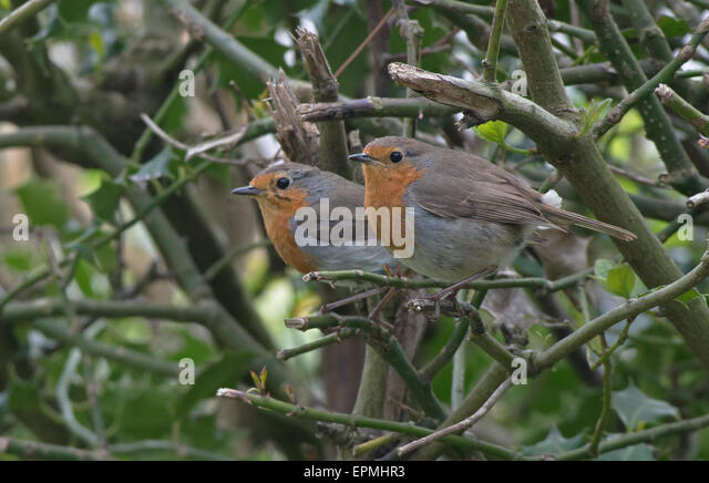 pair-of-robins-erithacus-rubeculaspring-