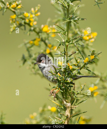cyprus-warbler-male-sylvia-melanothorax-