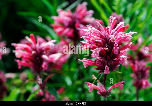 agastache-red-fortune-red-flower-flowers
