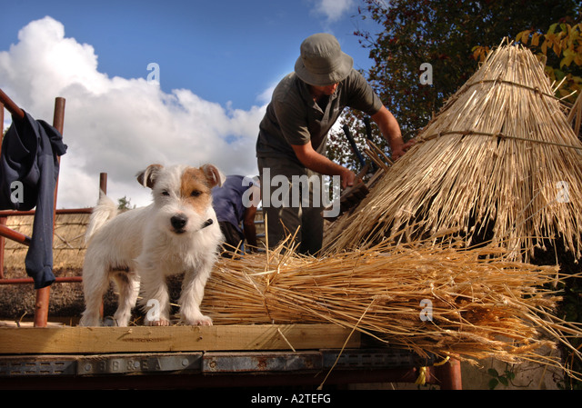 a-team-of-thatchers-with-a-jack-russell-