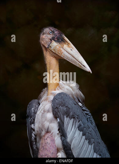 stork-enafdf.jpg