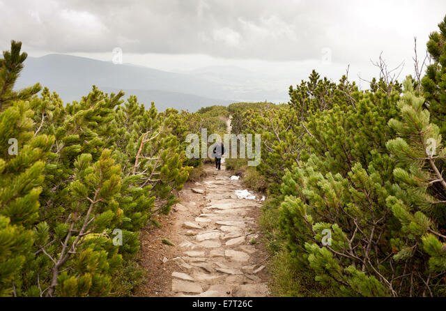 mountains-trekking-in-pinus-mugo-e7t26c.