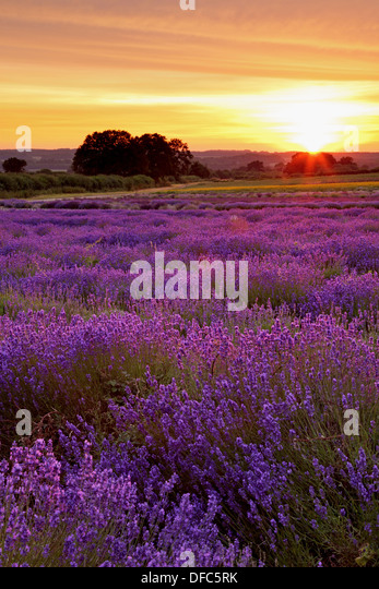 sunset-in-a-hampshire-field-of-lavender-