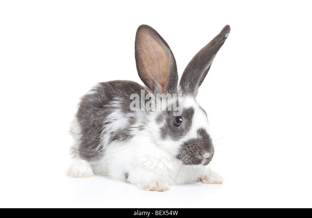a-rabbit-isolated-on-white-background-be